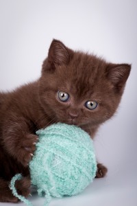 Celty Elite British Шоколадные британцы фото. Британский котенок шоколадного окраса    